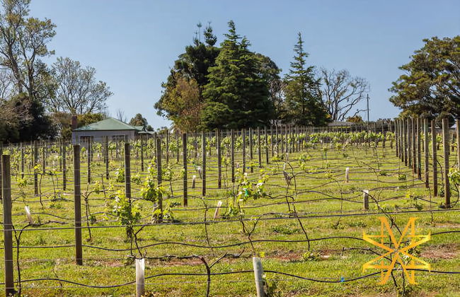 Mason Wines - Photo 12