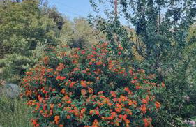 Location Bastia, U Fiumicellu. Vue Mer. Jacuzzi, Barbecue,... Pour 2 personnes - Foto 6