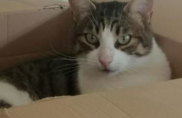 Villa provençale piscine, calme et confort - Foto 22