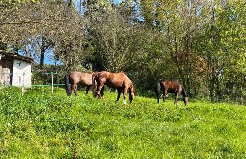 Gîte 8 personnes dans un écrin de verdure avec vue - Foto 27