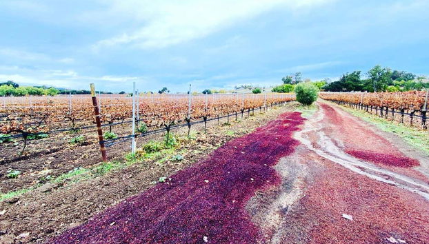 Vineyards of Santa Barbara
