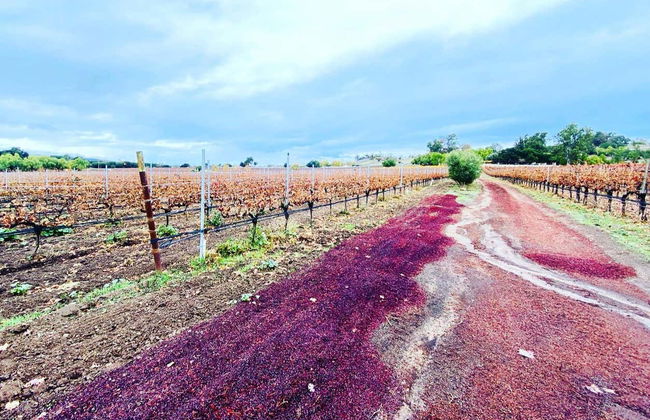 Visite dans les vignobles de Santa Barbara - Photo 2