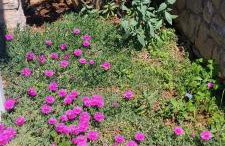 Holiday house "LEA" - Photo 63