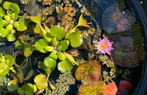 Pu'uwai Place of Volcano Village - Foto 38