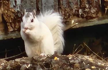 Life's Good Retreat Bear Cottage - Foto 27