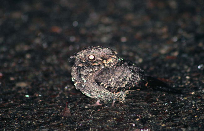 Senderismo nocturno por el Parque Tepuhueico - Foto 6