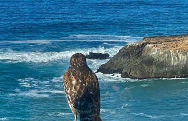 Magnificent Oceanview by OceanviewHotTubs Oceanfront! Shelter Cove, CA Tesla EV station - Foto 16