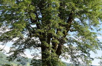 Gîte 4 personnes dans le Cantal Animaux bienvenus - Photo 7