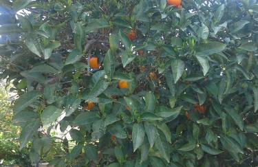 Villa Eftichia - Photo 42