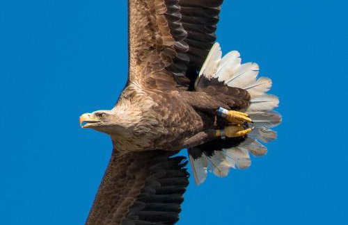 Lephin Cottage - Foto 11