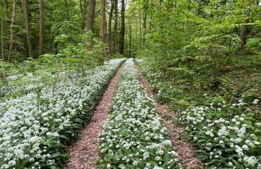 Ferienwohnung Osterwieck Mittelstraße 4 - Foto 32