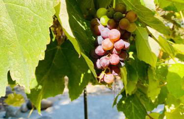 Sequoia Cabin by the River - Photo 71