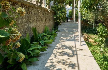 Aspidistra Shadow - Foto 22