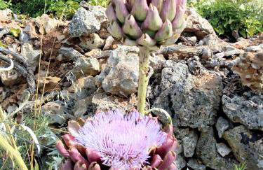 Grand Vista - Photo 16