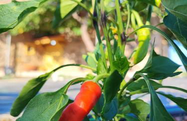 Το Παλιό Αγγειοπλαστείο Τσκαλαριό - Photo 47