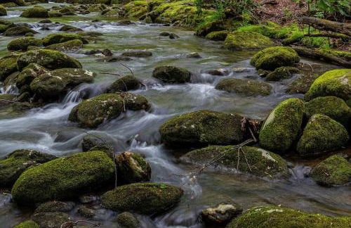 The Owl's Perch - Foto 18