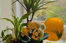 Alastrean Flat - Photo 39