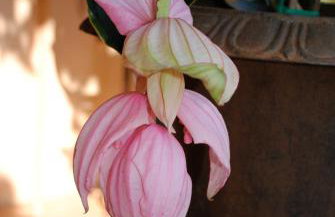 Villa Babsy con piscina privata - Foto 21