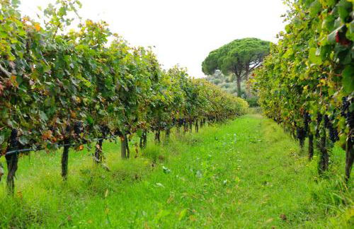 La Casa Colonica wine and oil - Foto 65