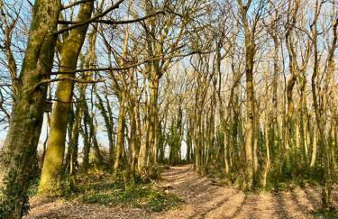 Highgate Mountain - Foto 18