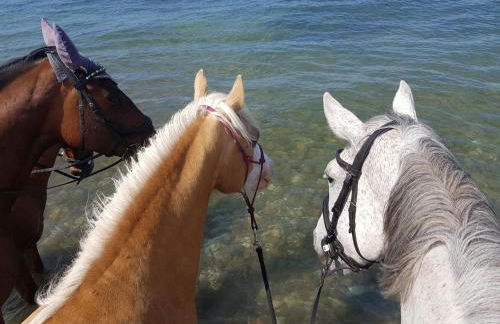 RosenGärtchen - Foto 17