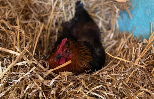 Gutshaus Kranichflug - Foto 21