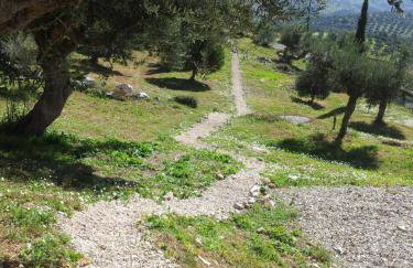 Old Olive house - Foto 33