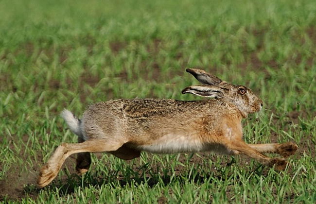 Belvilla by OYO Casa Rosolina Due - Foto 30