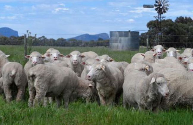GRAMPIANS HISTORIC TOBACCO KILN - Foto 12