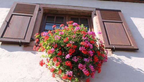 S'harzala Rouge - Foto 5