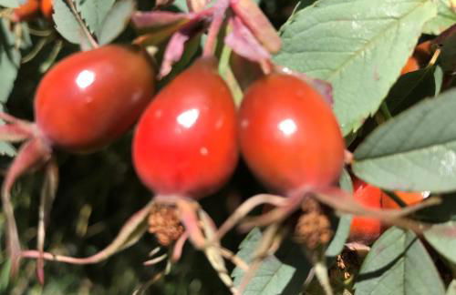 Residence Dilitz - Foto 39