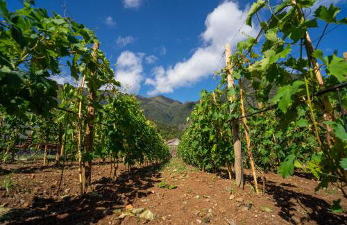 Quinta Vale Vitis - Foto 38