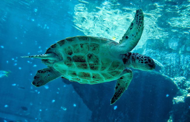 Onix Mamaia - Foto 41