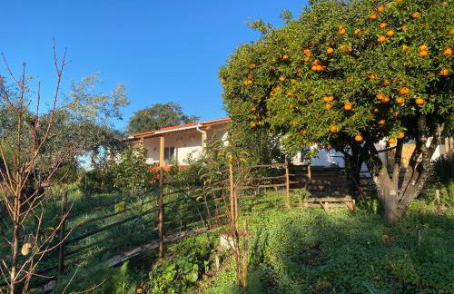 Horto do Amor - Foto 17