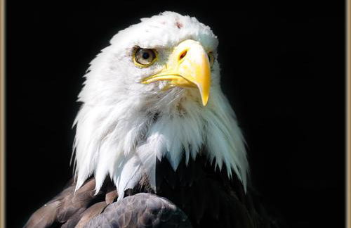 Falcons Nest - Foto 10