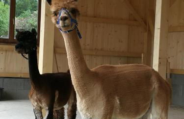 Ferienhof Moyer - Foto 20