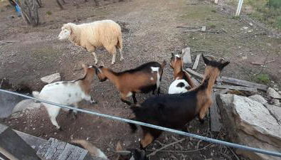 Quinta Da Bolota double room - Foto 2