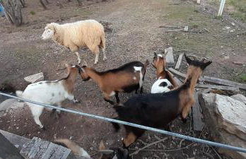 Quinta Da Bolota double room - Foto 2