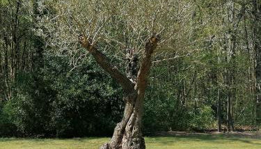 maison bois - Photo 4