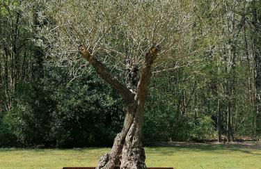 maison bois - Photo 4