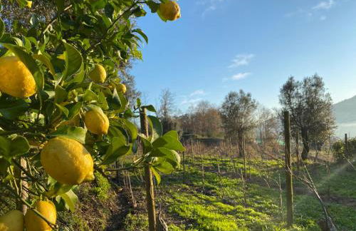 Quinta da Aranha - Foto 50