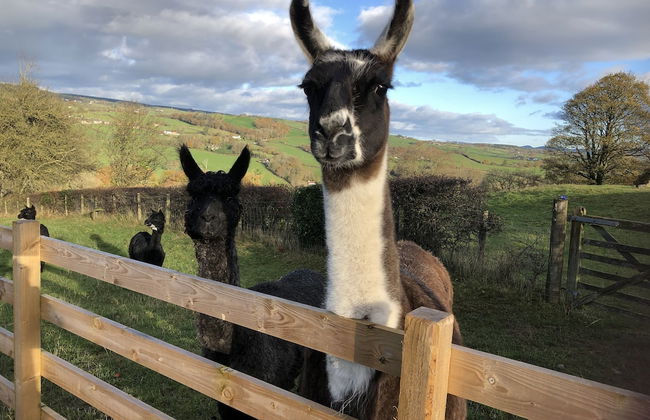 The Peacock Shepherds Hut at Hafoty Boeth - Foto 33
