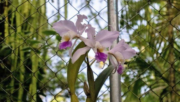 Paccha Waterfalls, Waqanki & Oromina Private Day Trip - Foto 4