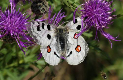 Ferienhaus Zenz - Ferienwohungen - Foto 39