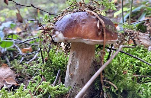 Leśny Reset - Foto 46