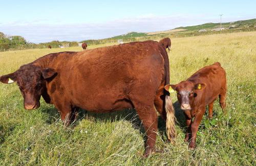 The Dairy, Treathro Farm - Rural, sea views, woodburner - Photo 26