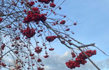 Bryziówka - Foto 42