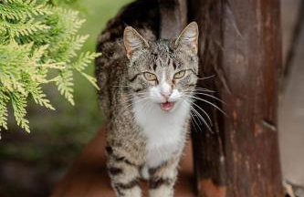 Dom Góra na Mazurach Balia z jacuzzi - Foto 56