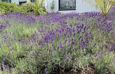 Apartment mit Wintergarten und Terrasse in ruhiger Lage im schönen Taunus - Foto 1