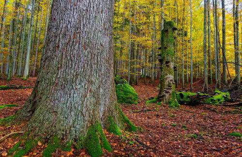 Ferienwohnung im Landhaus am Nationalpark - Foto 32